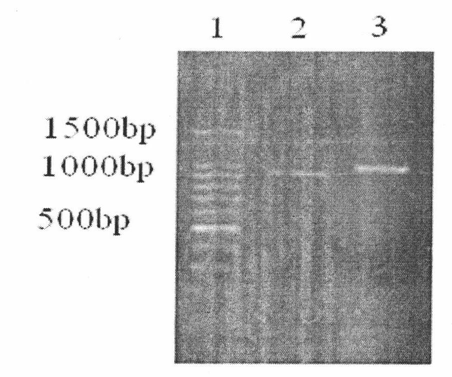 Fusion protein immunosuppressive agent and preparation method and application thereof