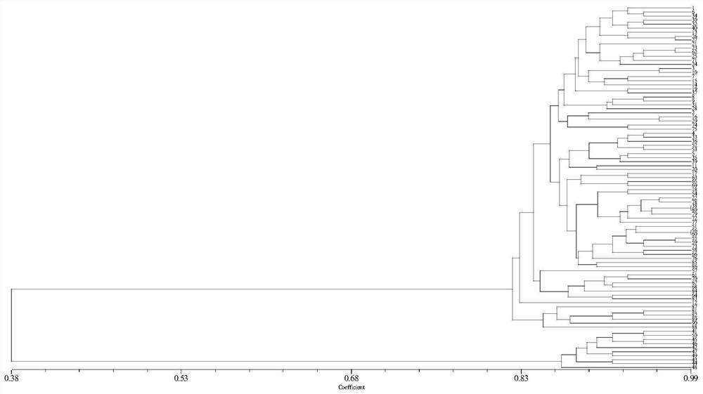 SSR (Simple Sequence Repeat) molecular marker for genetic diversity analysis of clematis nepalensis and application of SSR molecular marker