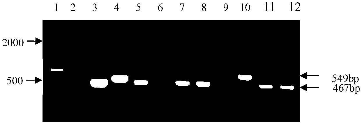 Ultra-binary vector as well as construction method and application thereof