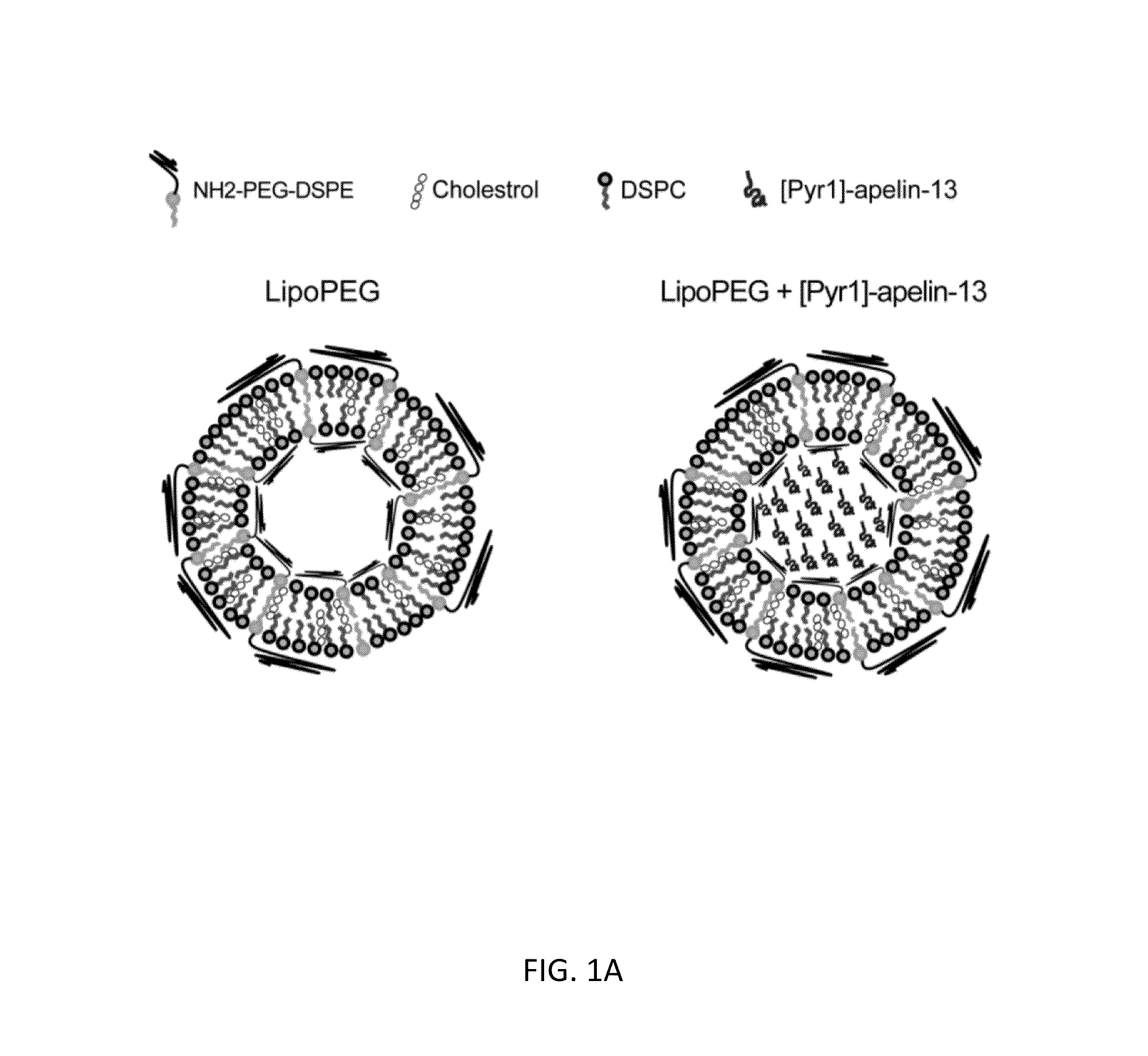 Compositions and methods for treating cardiovascular and pulmonary diseases and disorders with apelin