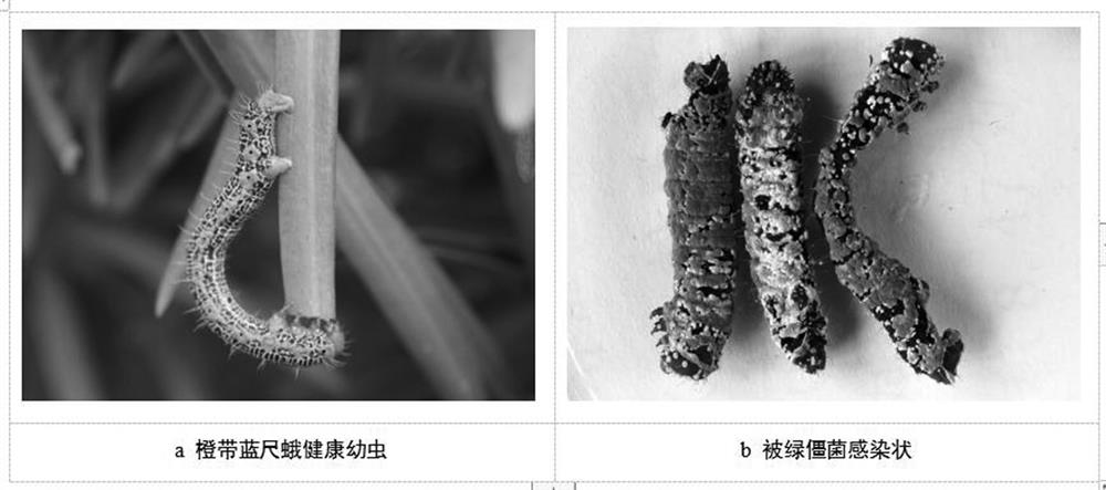 A strain of Metarhizium anisopliae with high pathogenicity to larvae of the blue-footed moth and its application