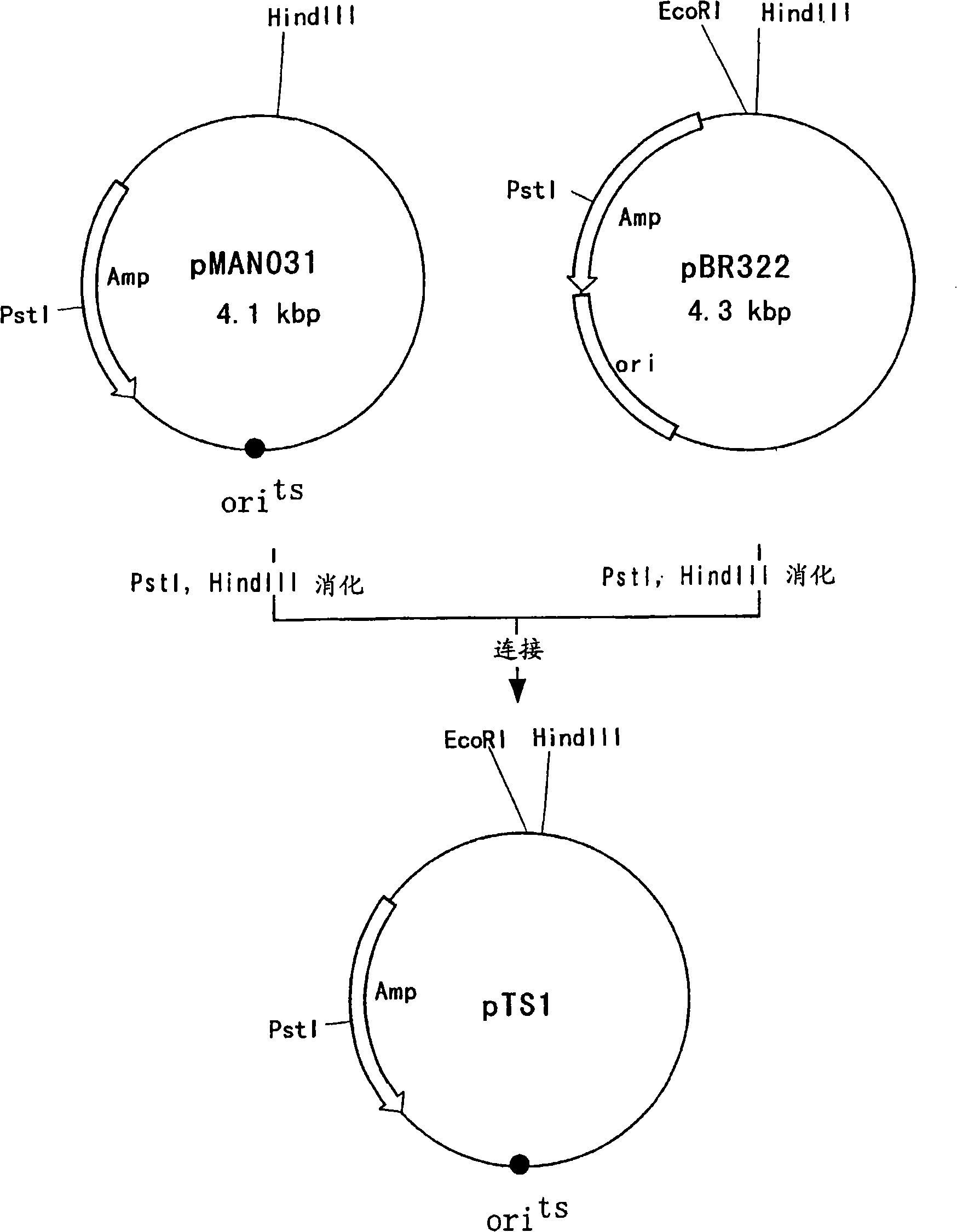 An L-amino acid-producing bacterium and a method for producing an L-amino acid