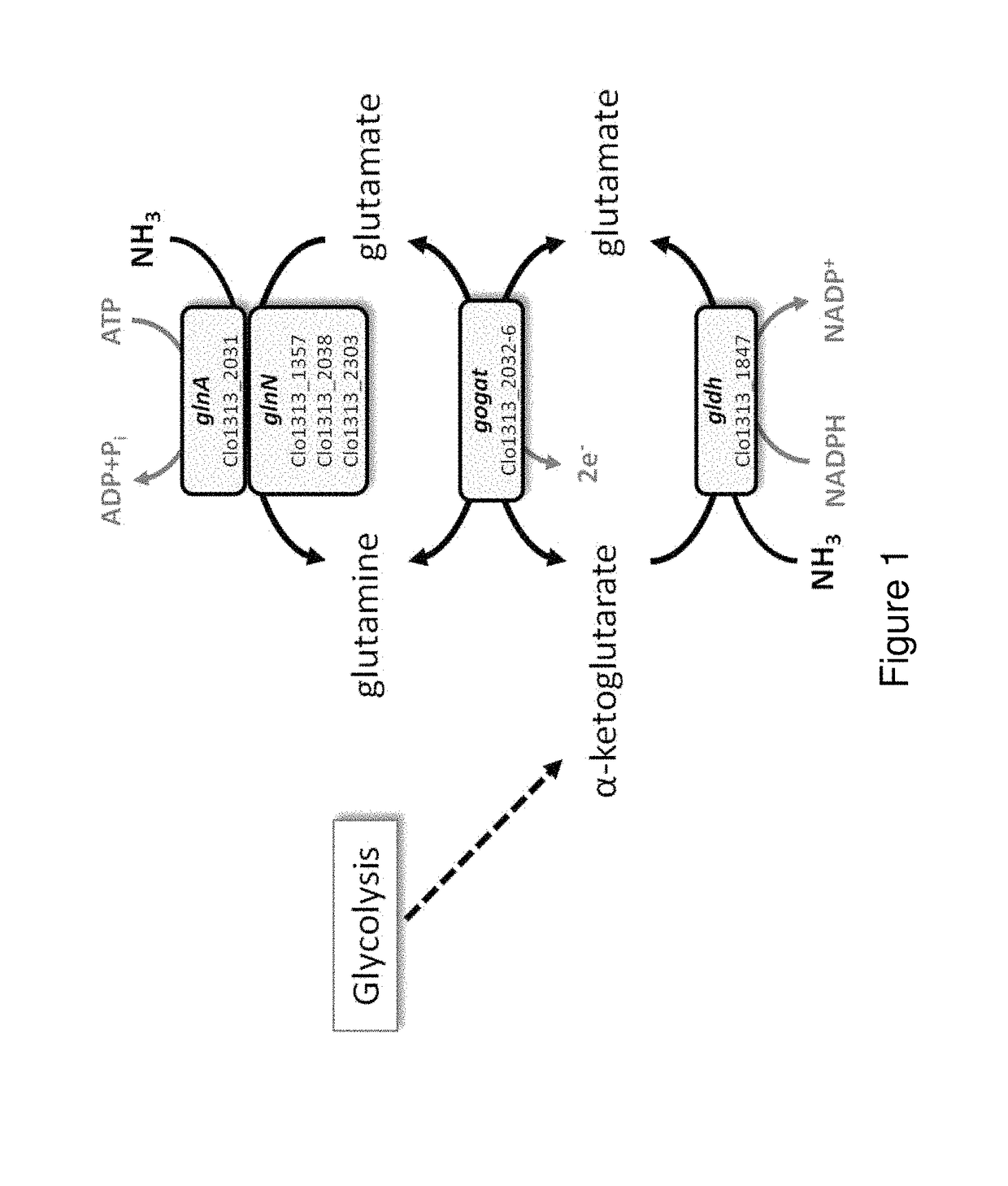 Gene modification in clostridium for increased alcohol production