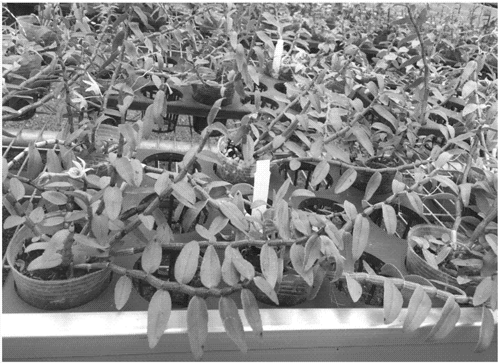Method for cultivating dendrobium officinale by using back wall of solar greenhouse and cultivation facility