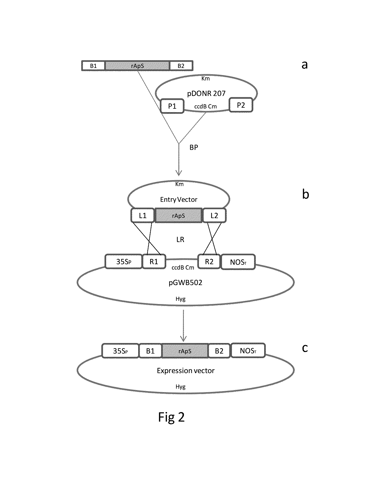 Chimeric gene for heterologous expression which encodes for peptides with antimicrobial activity