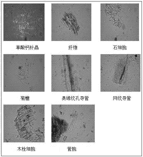 Microscopic identification method for ginseng spleen-strengthening pills