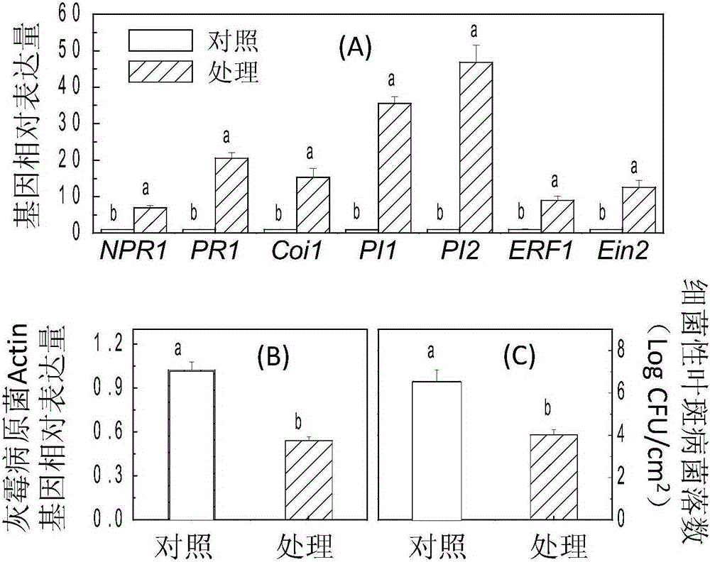 Applications of linoleoylethanolamine in improvement of gray mold resistance and bacterial leaf spot resistance of plants