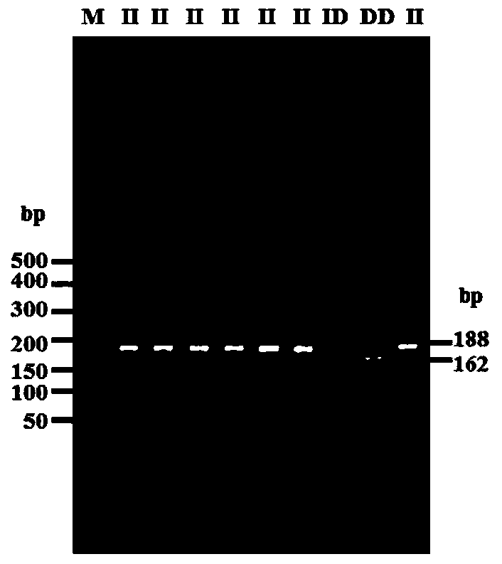 A kind of detection method and application of goat ctnnb1 gene insertion/deletion