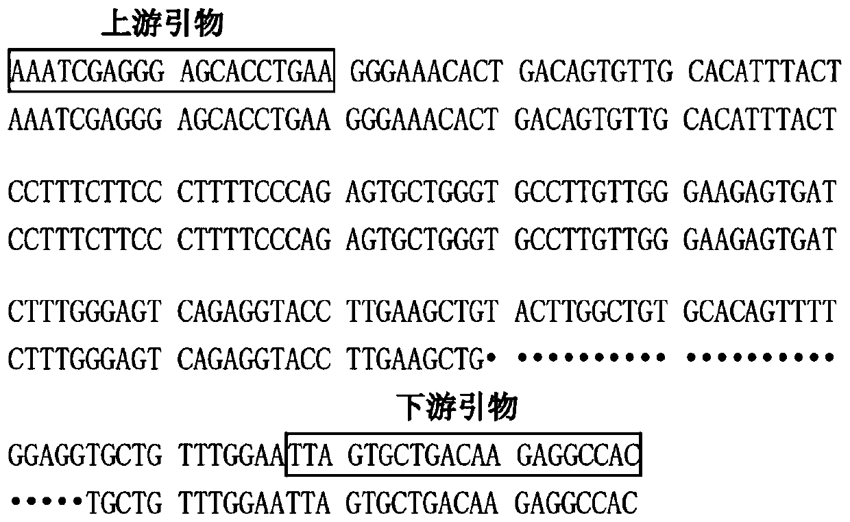 A kind of detection method and application of goat ctnnb1 gene insertion/deletion