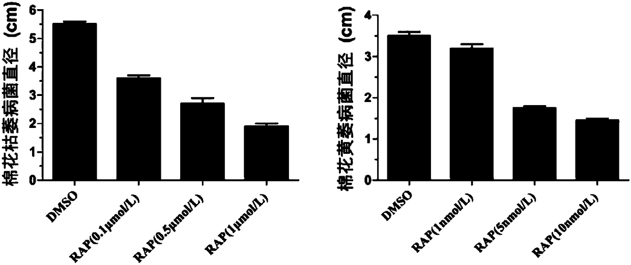 New application of tor protein inhibitor to inhibit Fusarium wilt and Verticillium dahliae