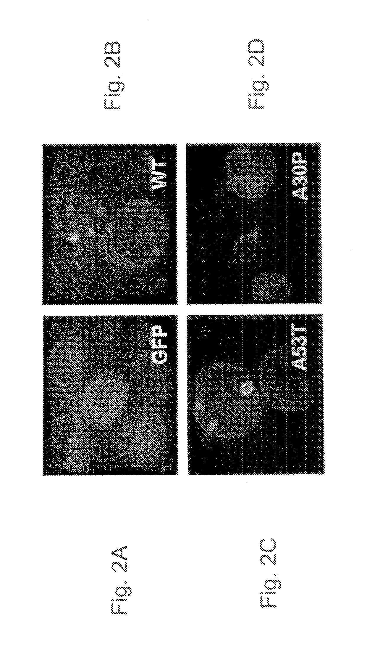 Yeast ectopically expressing abnormally processed proteins and uses therefor