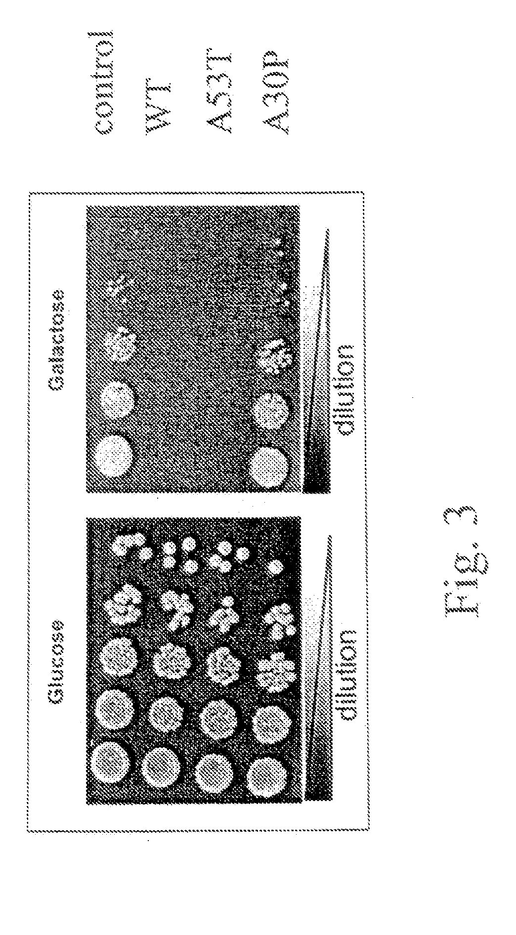 Yeast ectopically expressing abnormally processed proteins and uses therefor