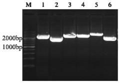 Recombinant gene VIII-type Newcastle disease virus attenuated strain