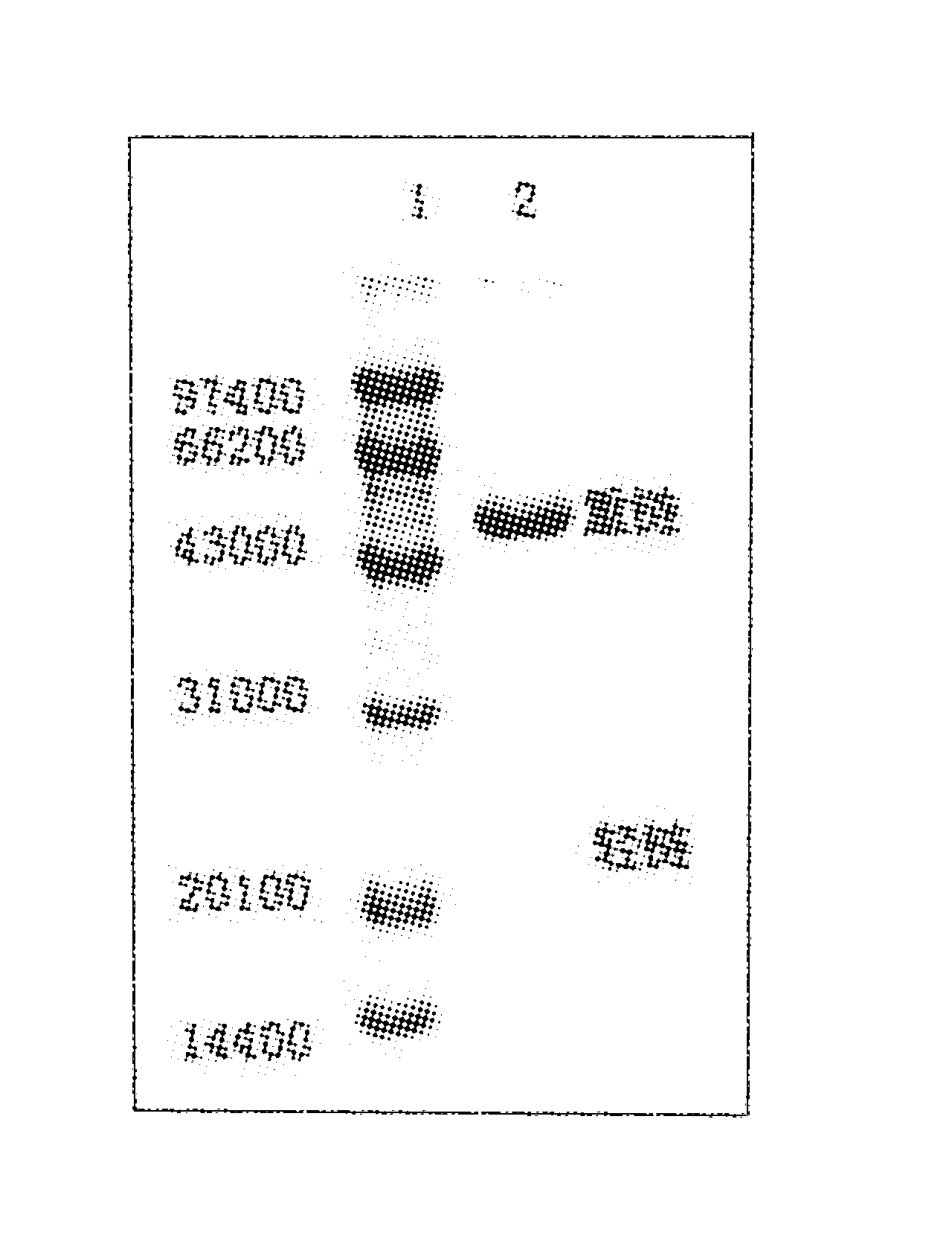 Antigen epitope of gold staphylococcus virulence factor regulatory protein and its mimic epitope and use thereof