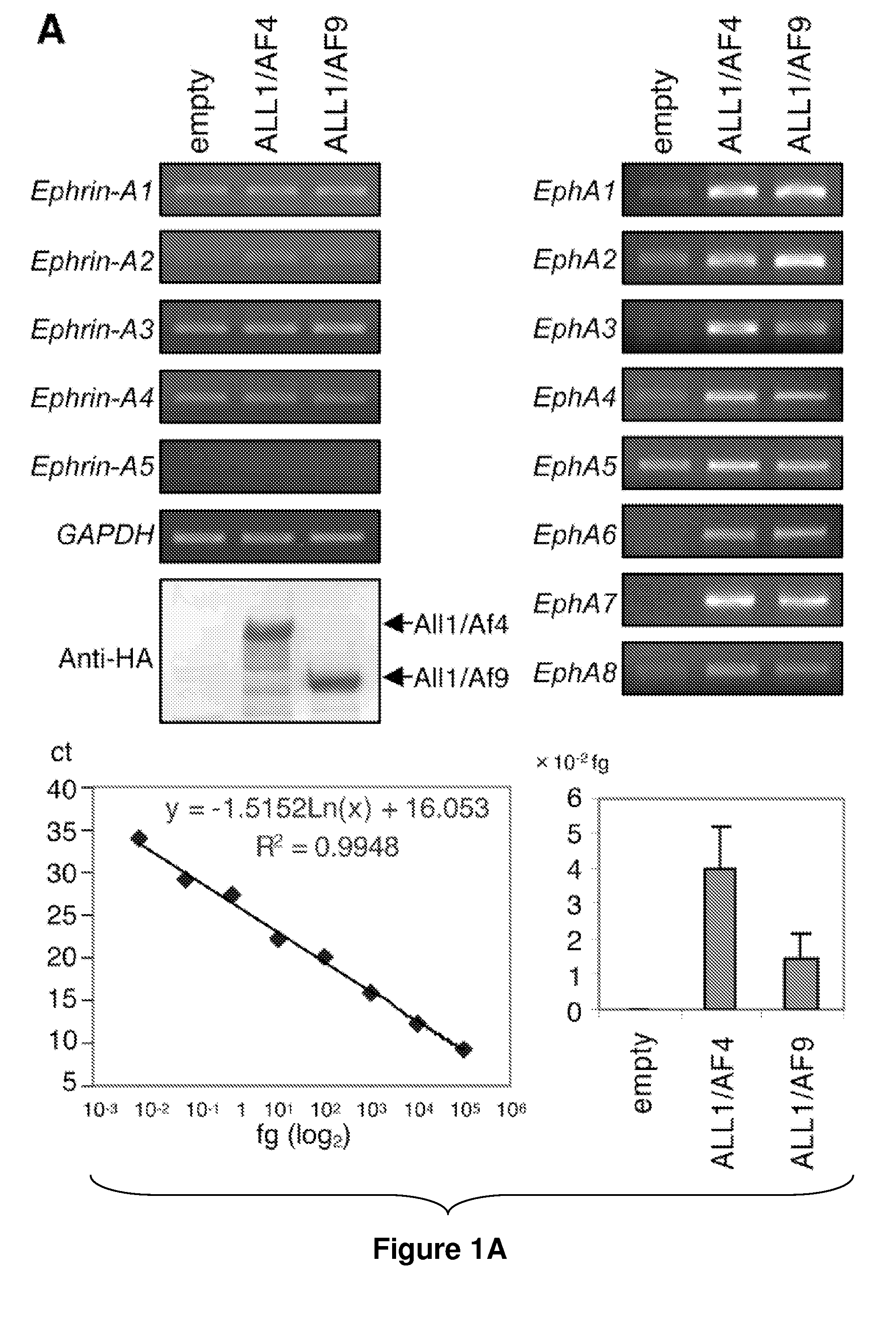 Methods and Compositions for Inducing Deregulation of EPHA7 and ERK Phosphorylation in Human Acute Leukemias