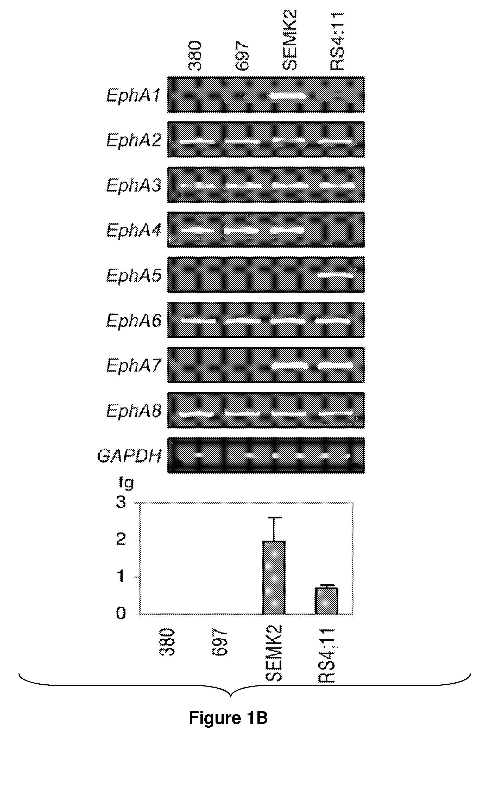 Methods and Compositions for Inducing Deregulation of EPHA7 and ERK Phosphorylation in Human Acute Leukemias