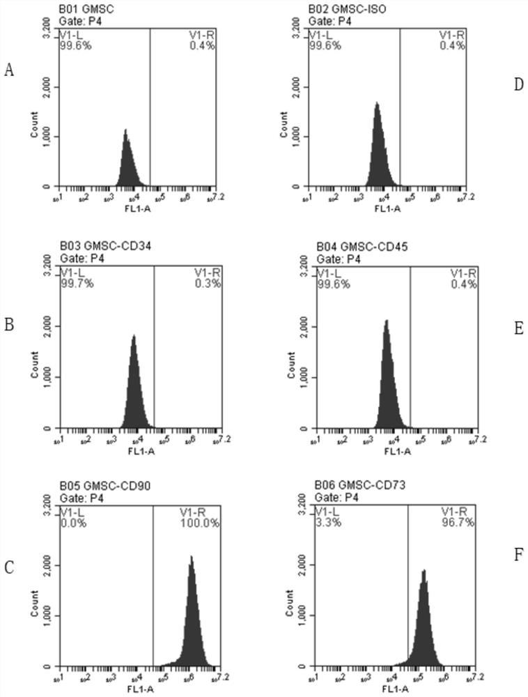 Separation and culture method of gingival stem cells and application of gingival stem cells