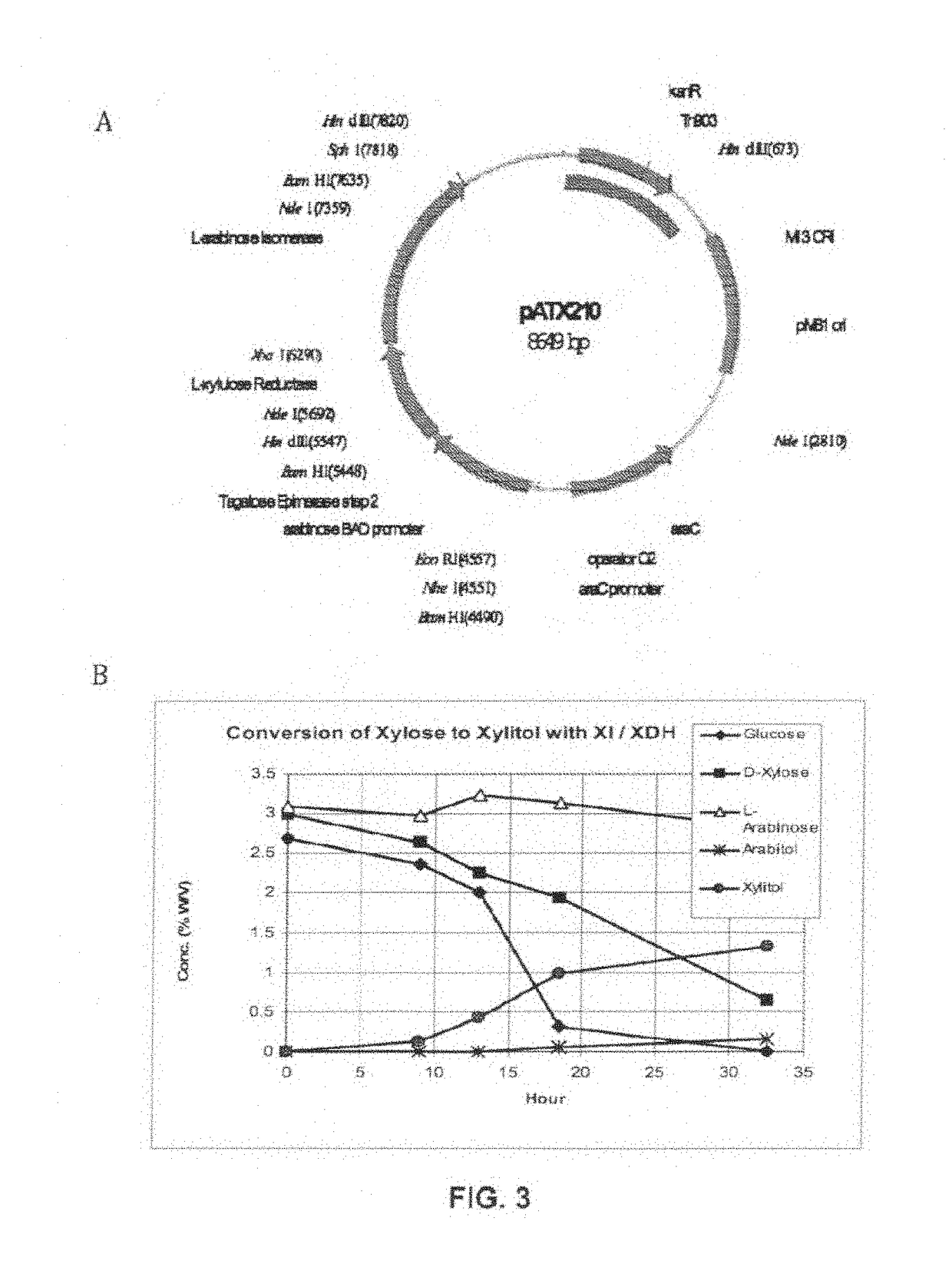 Production of xylitol from a mixture of hemicellulosic sugars