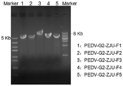 Reverse genetic system for rescuing PEDV (porcine epidemic diarrhea virus) ZJU/G2/2013 strain based on DNA (deoxyribonucleic acid) plasmid transfection