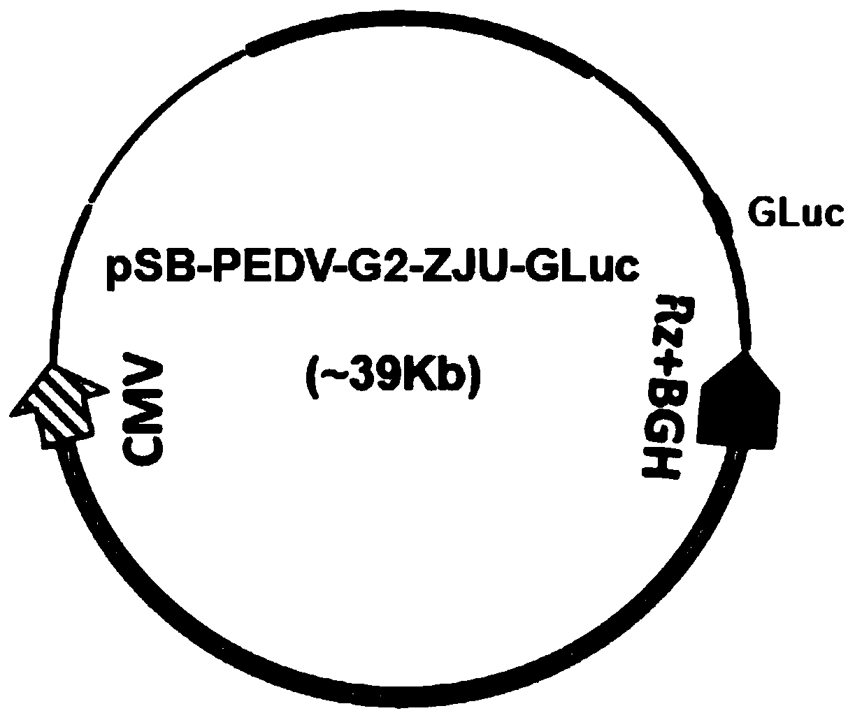 Reverse genetic system for rescuing PEDV (porcine epidemic diarrhea virus) ZJU/G2/2013 strain based on DNA (deoxyribonucleic acid) plasmid transfection