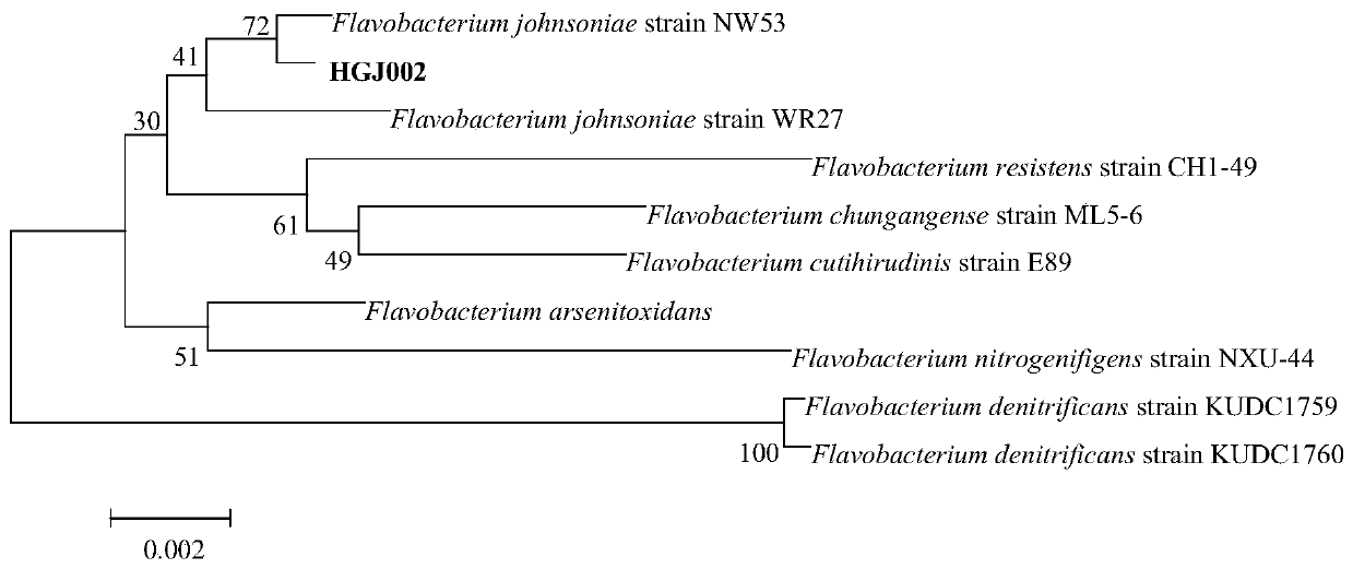 Flavobacter johniiii, a strain producing alginate lyase