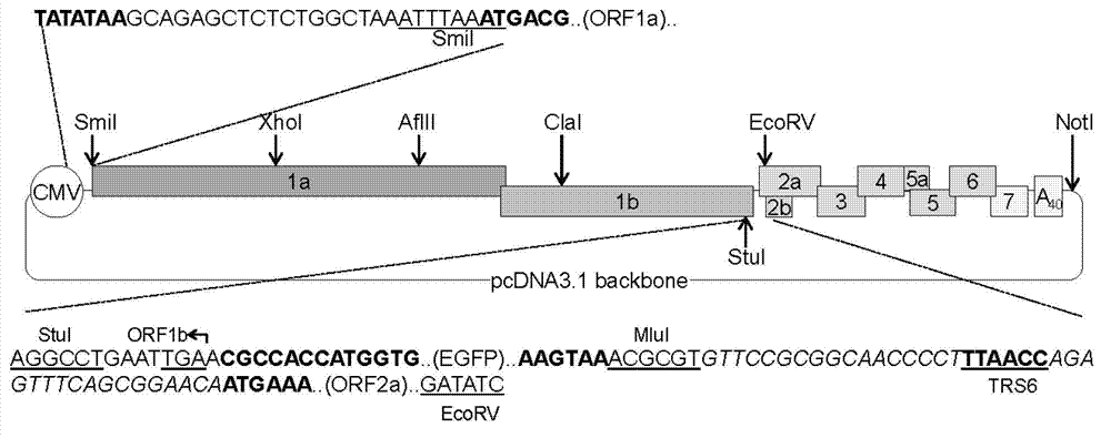 Recombinant porcine reproductive and respiratory syndrome virus as well as preparation method and application thereof