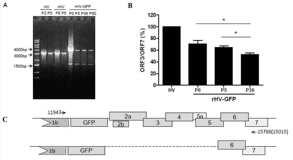 Recombinant porcine reproductive and respiratory syndrome virus as well as preparation method and application thereof