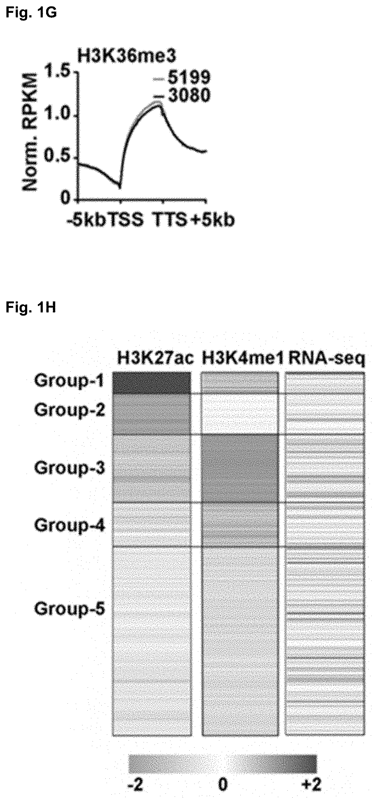 Compositions and methods for treating glioblastoma by modulating a mgmt enhancer