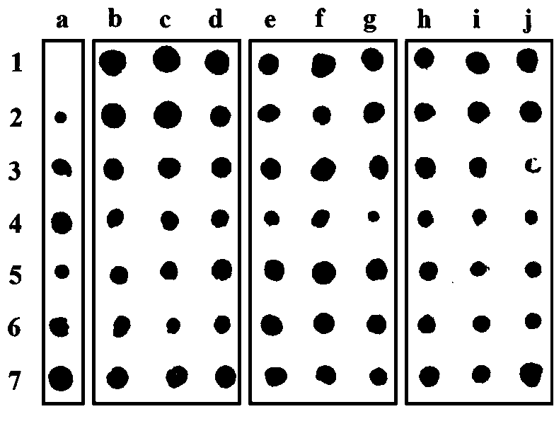 Detection device and detection method for dot immunoblotting detection