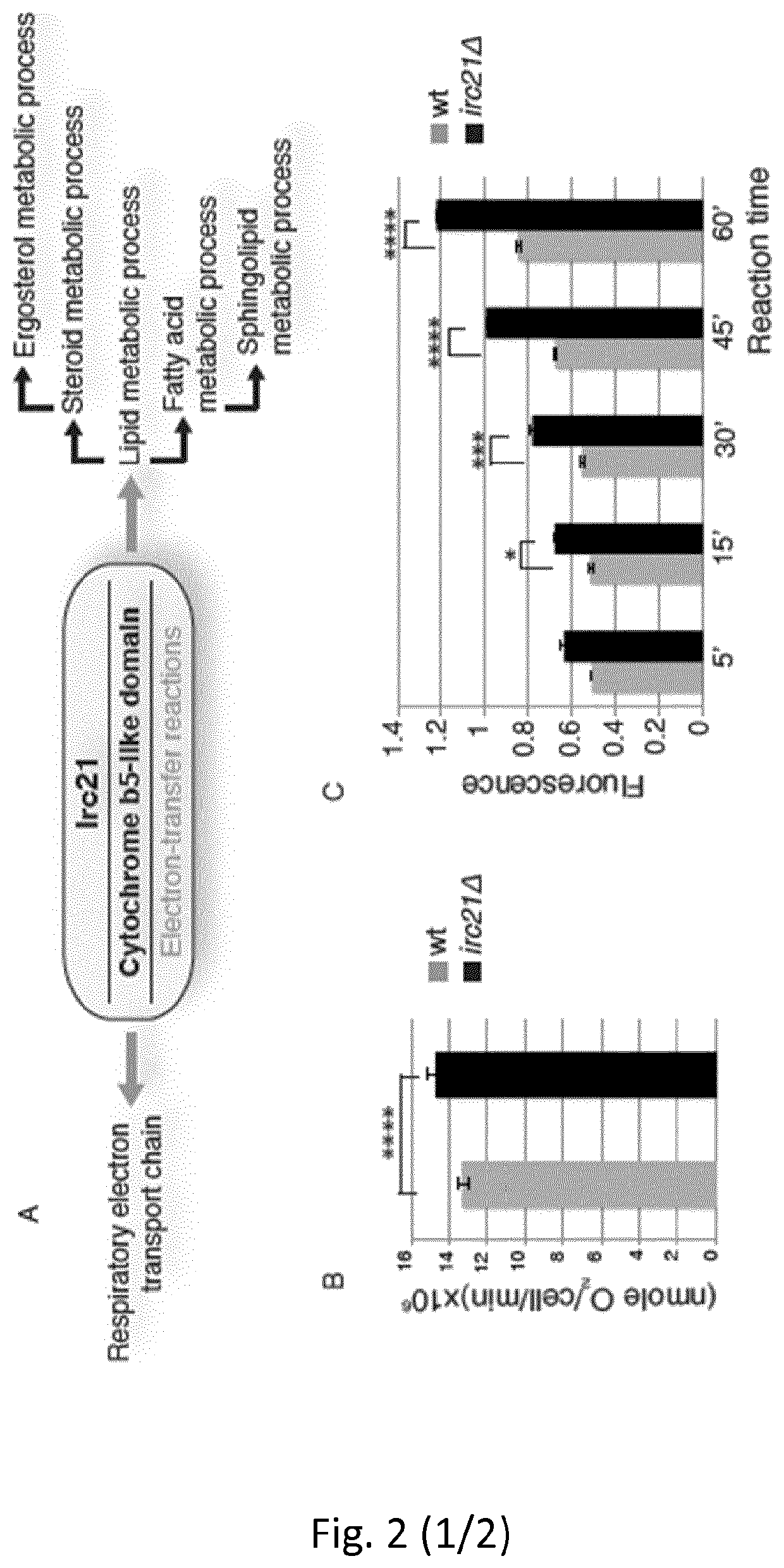 Therapy and diagnosis of disease characterized by alterations in the DNA damage response