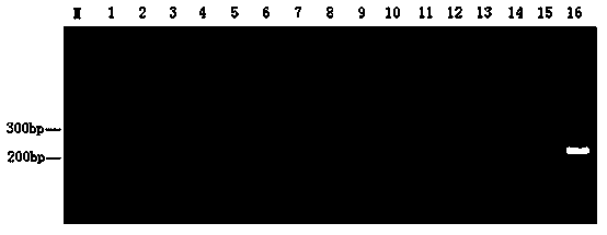 Method for quickly detecting hyphantria cunea