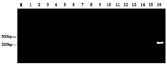 Method for quickly detecting hyphantria cunea