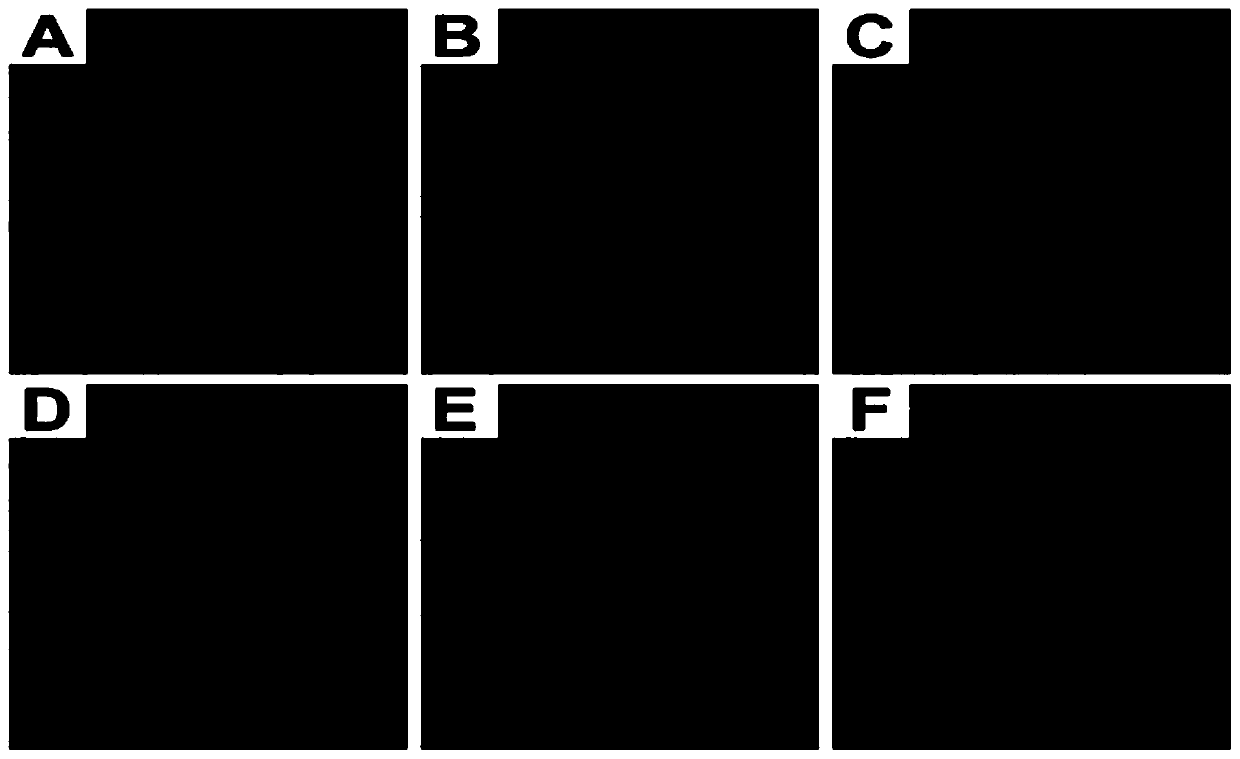 Application of allicin in reduction of stability of lipid rafts