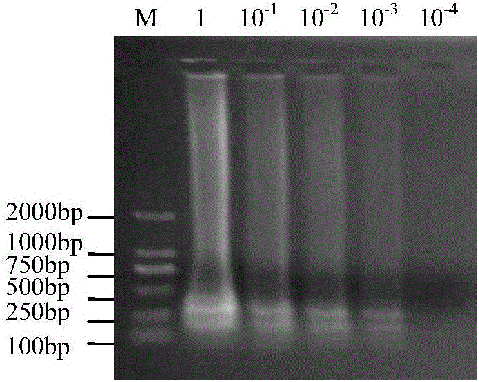 Odontoglossum ringspot virus RT-LAMP detection primer and detection method thereof