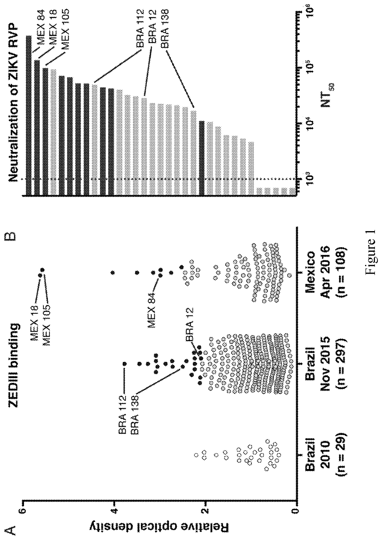 Neutralizing antibodies that bind to the zika virus domain III envelope region