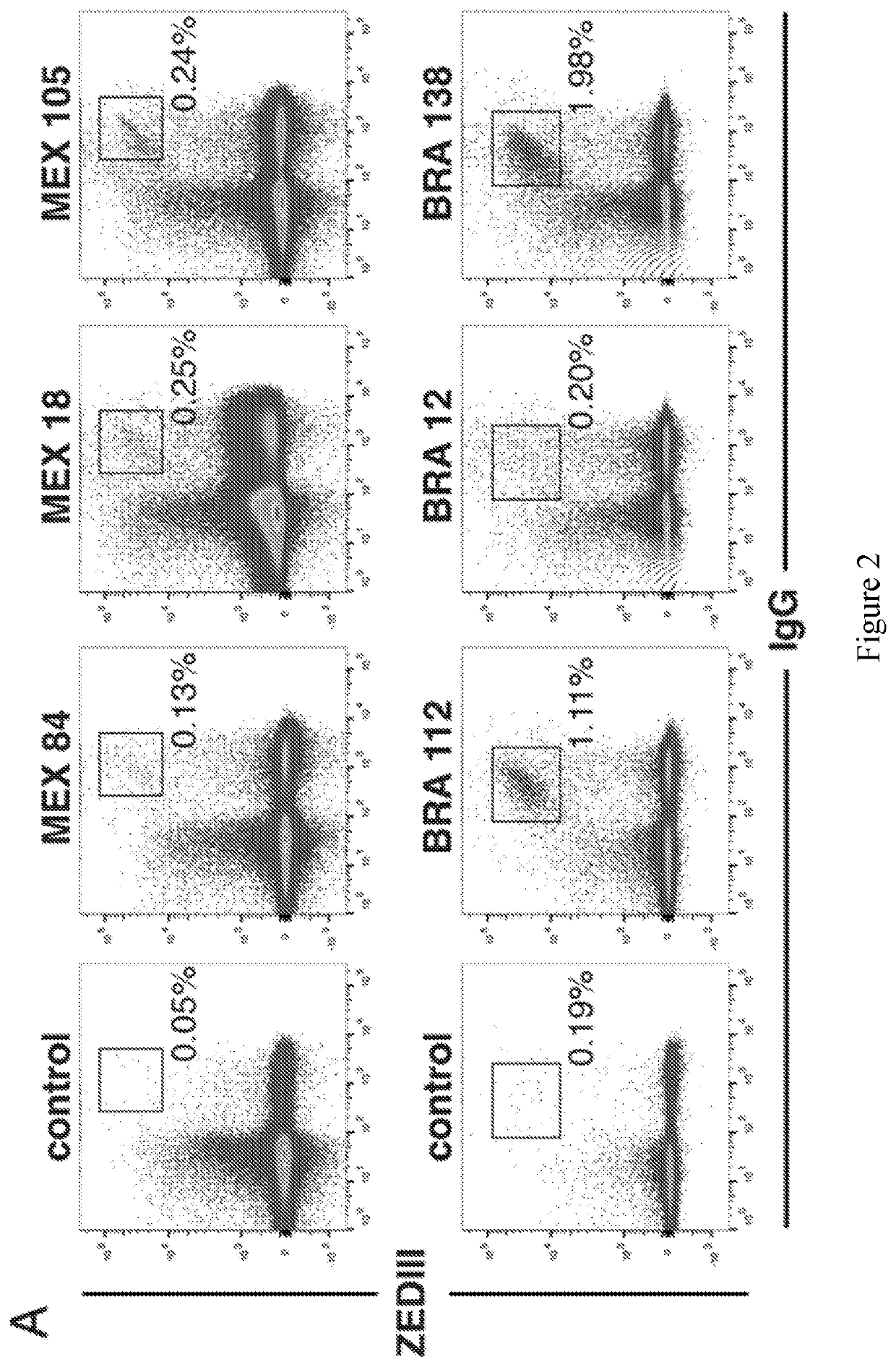 Neutralizing antibodies that bind to the zika virus domain III envelope region