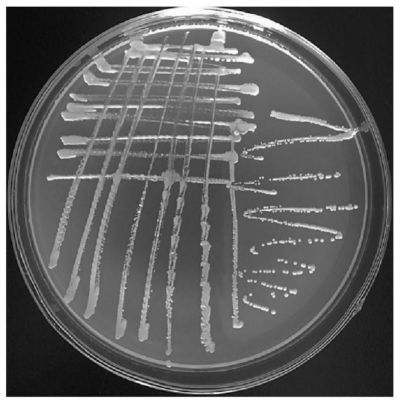 An anomalous Wickhamian yeast strain capable of degrading nitrite