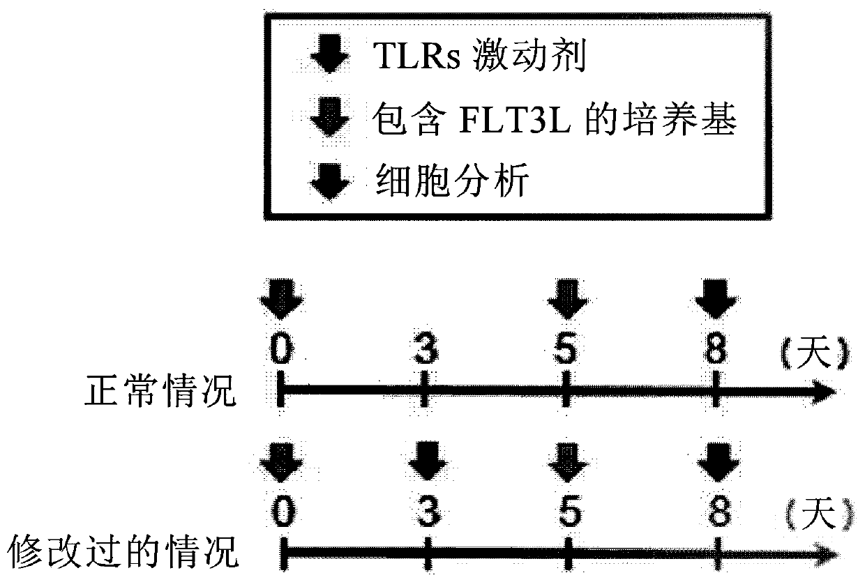 Plasmacytoid dendritic cells having immune tolerance, and method for producing same