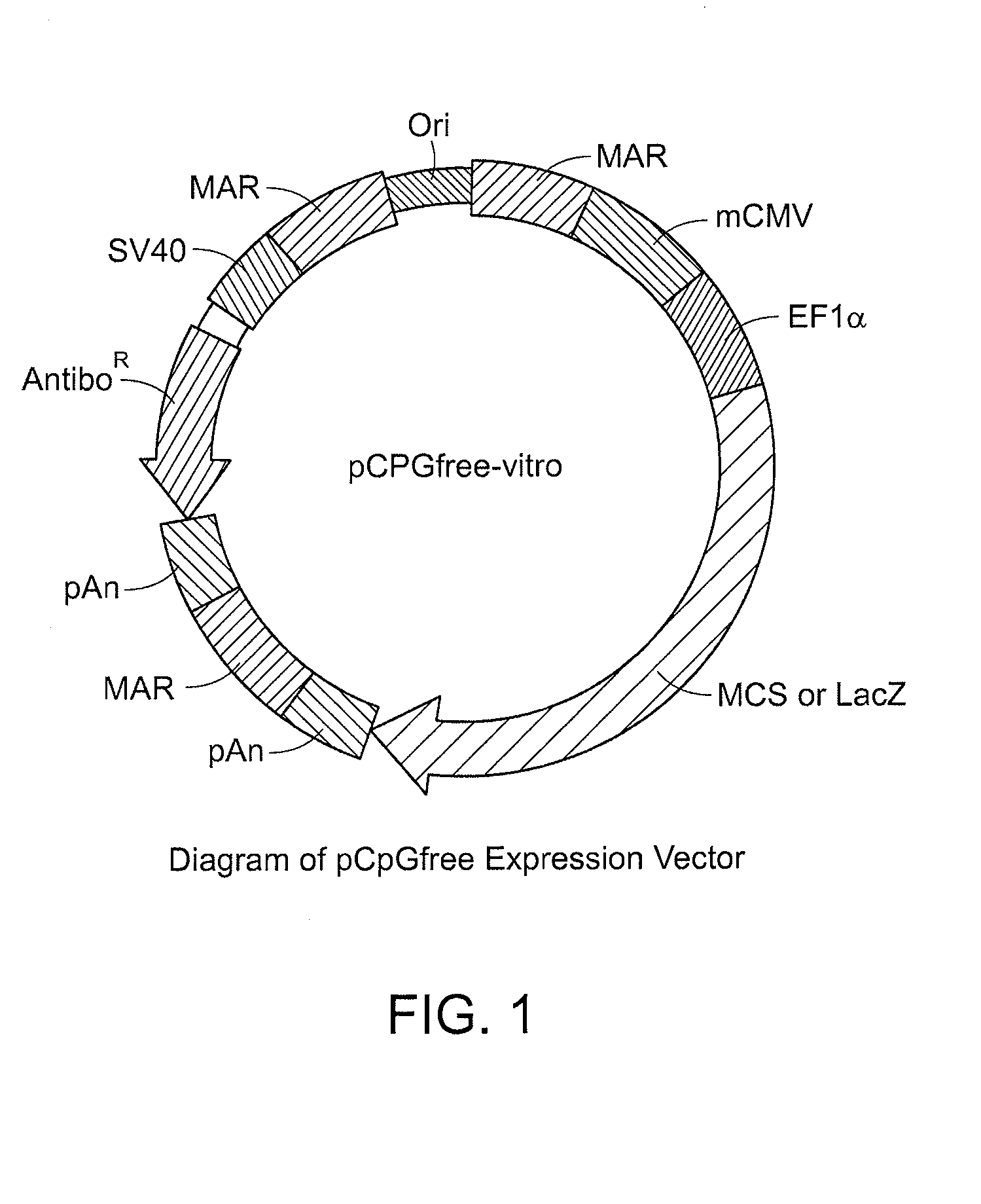 Cell Lines That Secrete Anti-Angiogenic Antibody-Scaffolds and Soluble Receptors and Uses Thereof