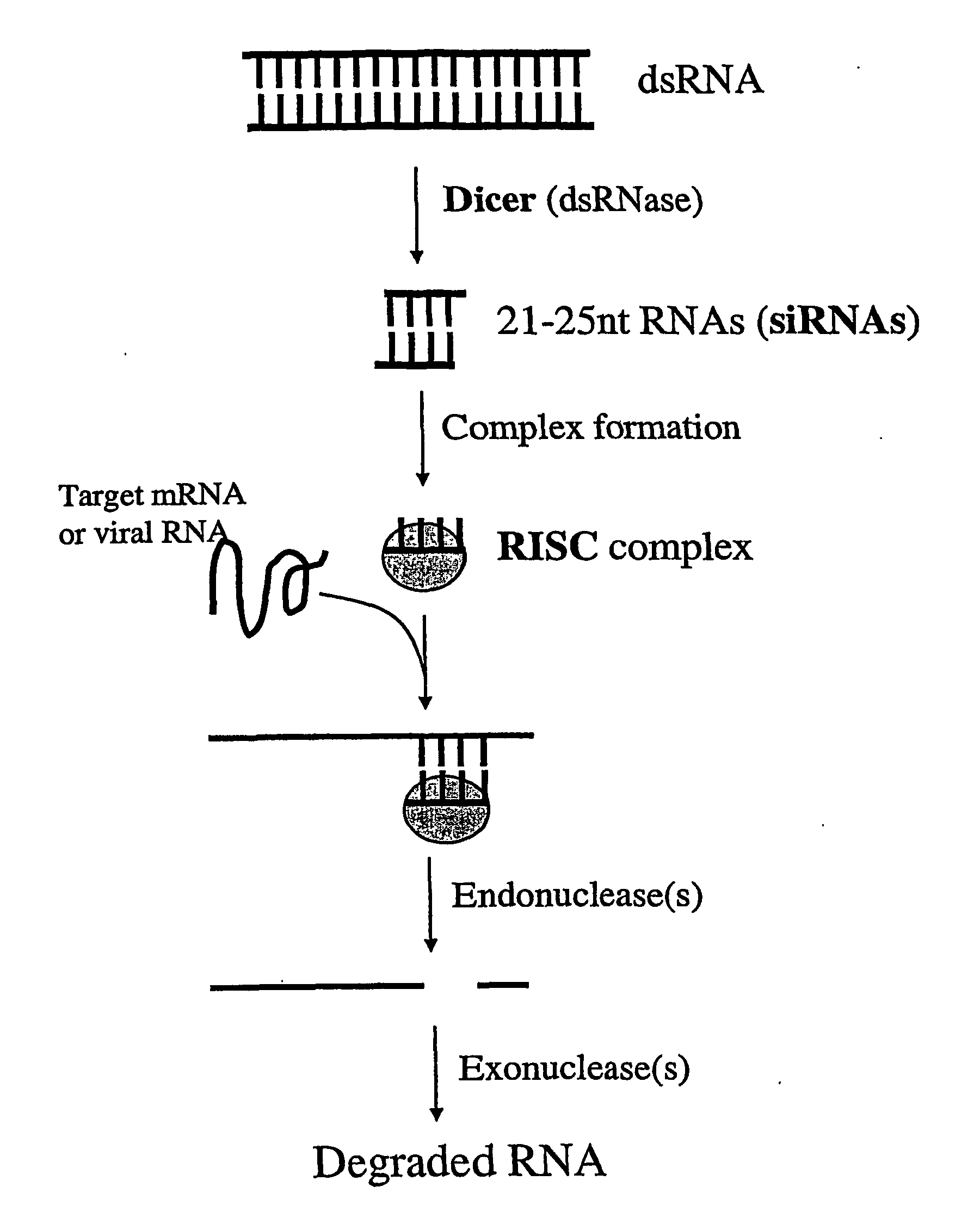 Modified Gene-Silencing Nucleic Acid Molecules and Uses Thereof