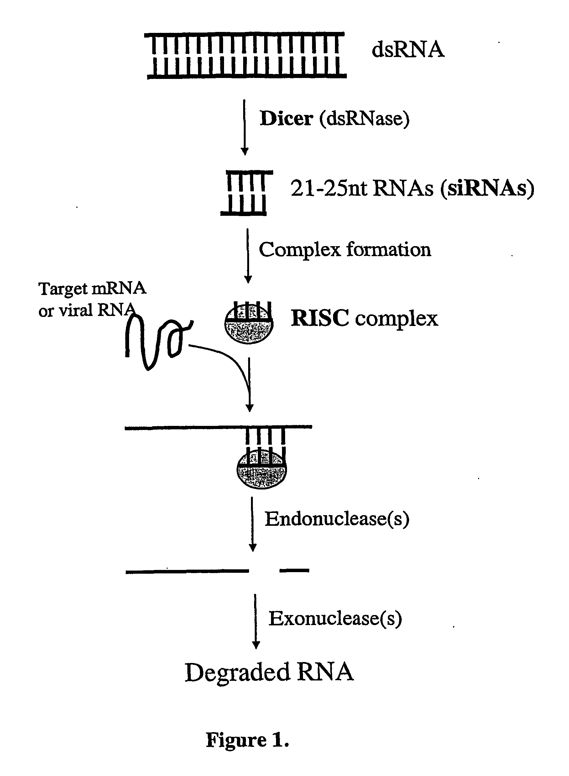 Modified Gene-Silencing Nucleic Acid Molecules and Uses Thereof