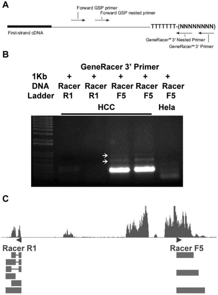 Long chain non-coding RNA (Ribonucleic Acid) gene and application method thereof