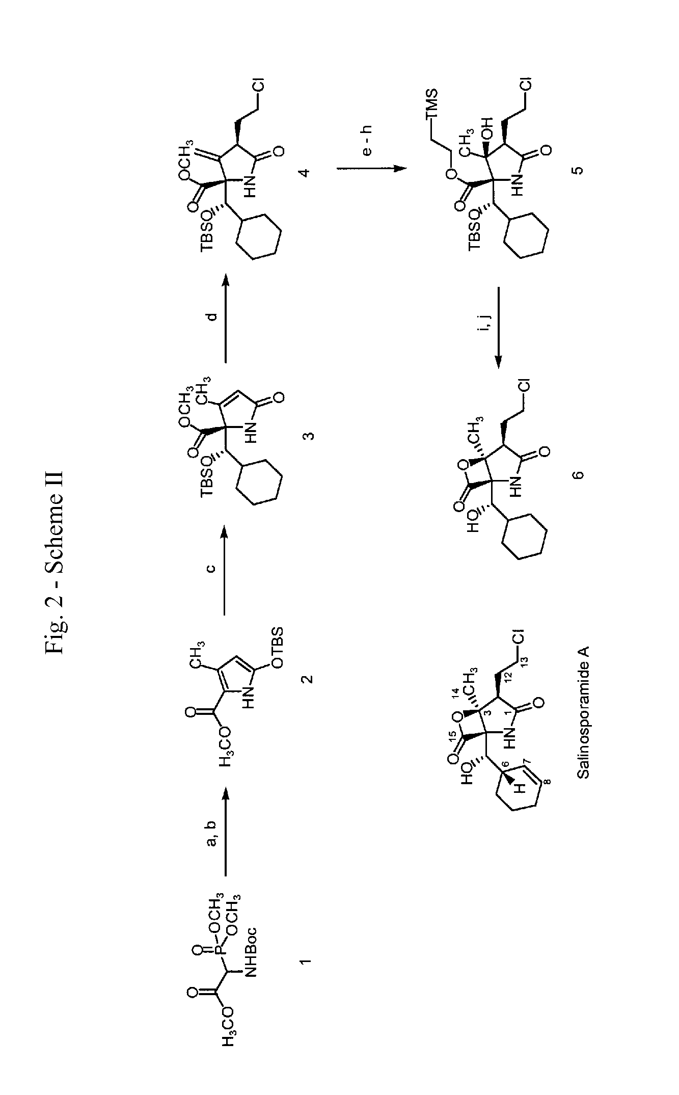 Analogs of salinosporamide a