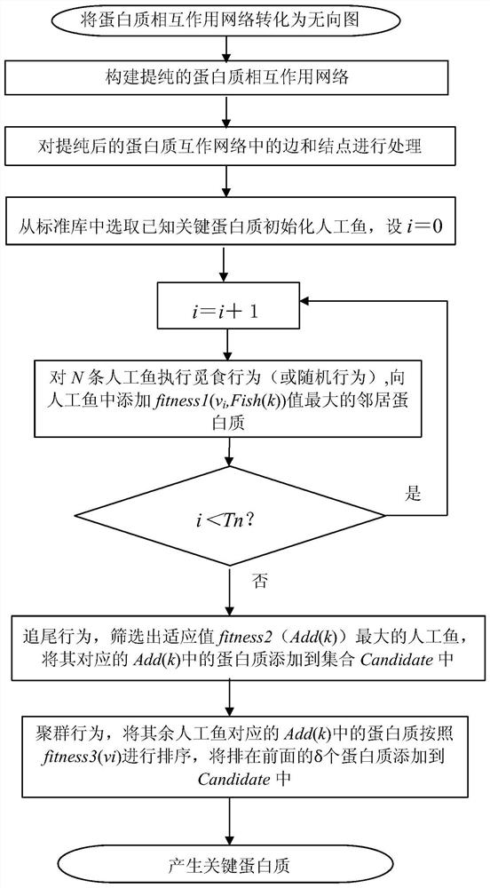 A Method for Identifying Key Proteins Based on Artificial Fish Swarm Optimization Algorithm