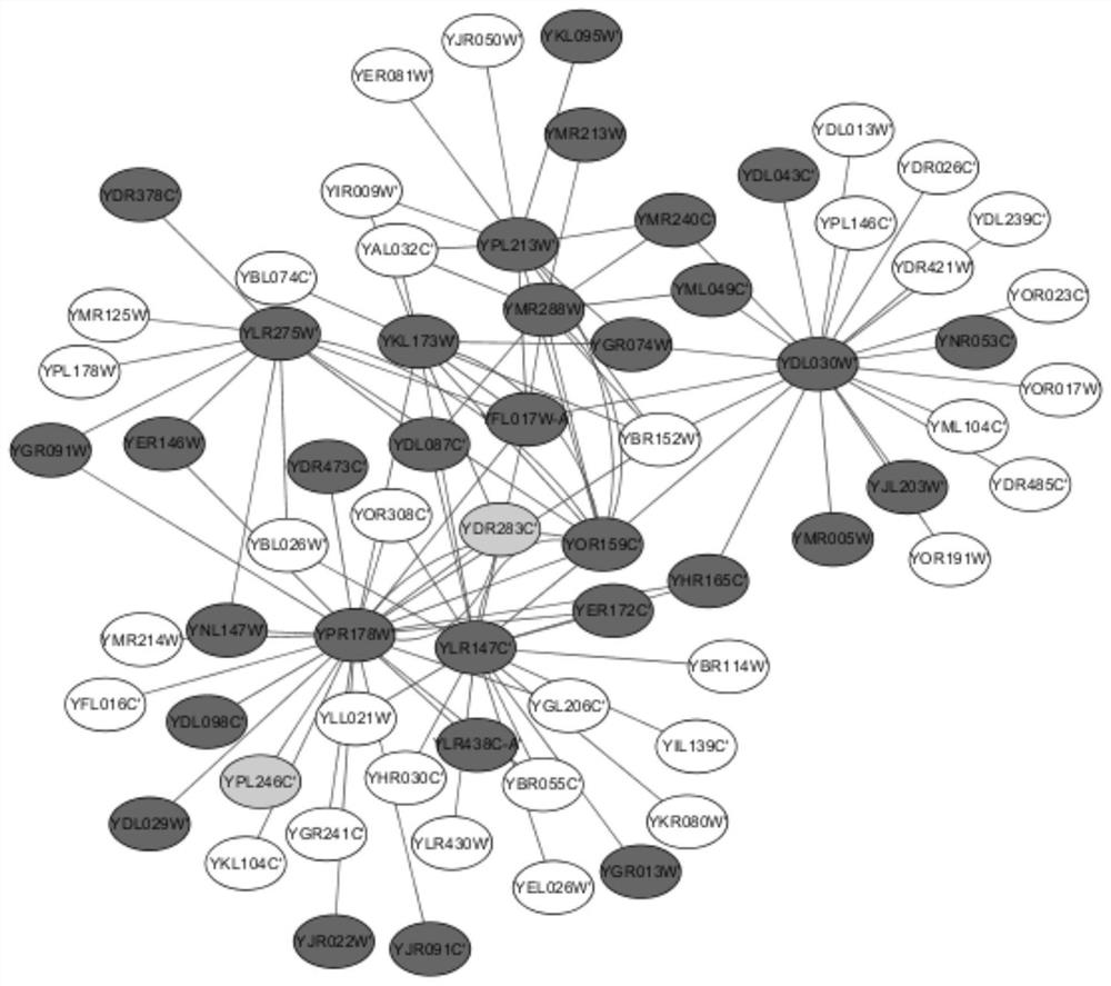 A Method for Identifying Key Proteins Based on Artificial Fish Swarm Optimization Algorithm