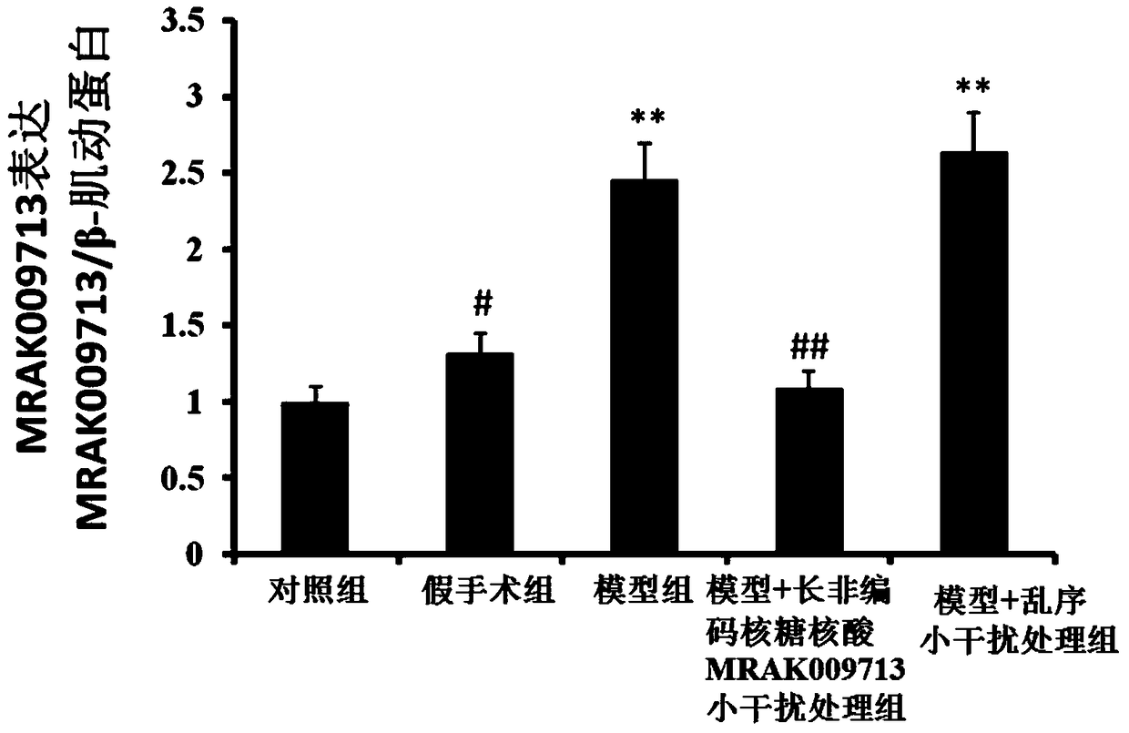 Application of long non-coding ribonucleic acid mrak009713 small interfering RNA in the preparation of neuropathic pain medicine