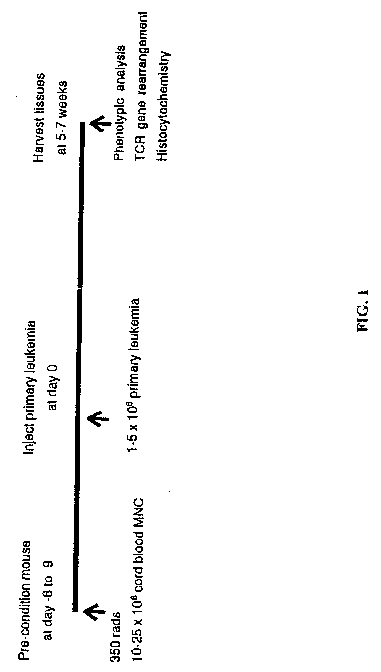 In vivo animal model of human leukemia