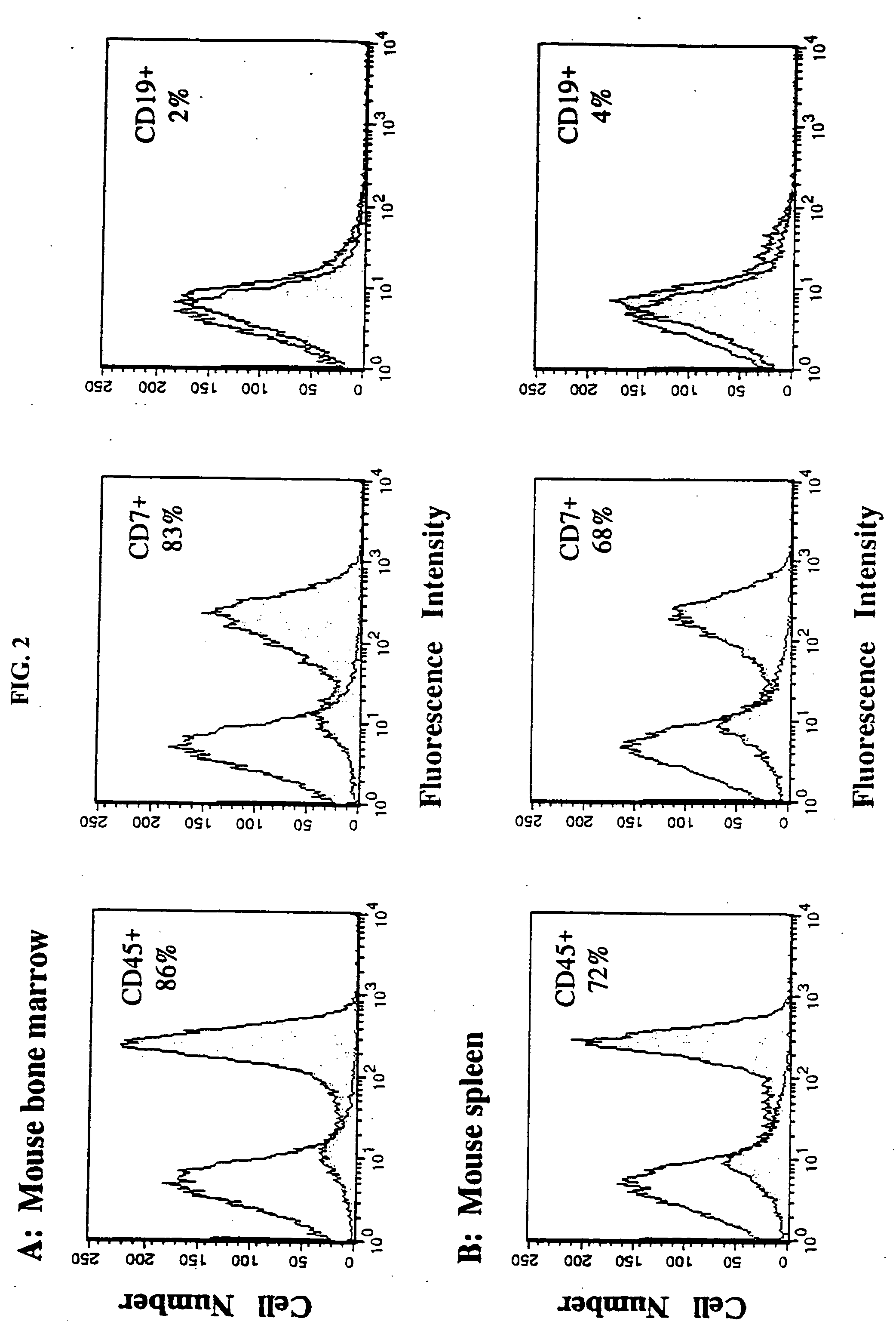 In vivo animal model of human leukemia