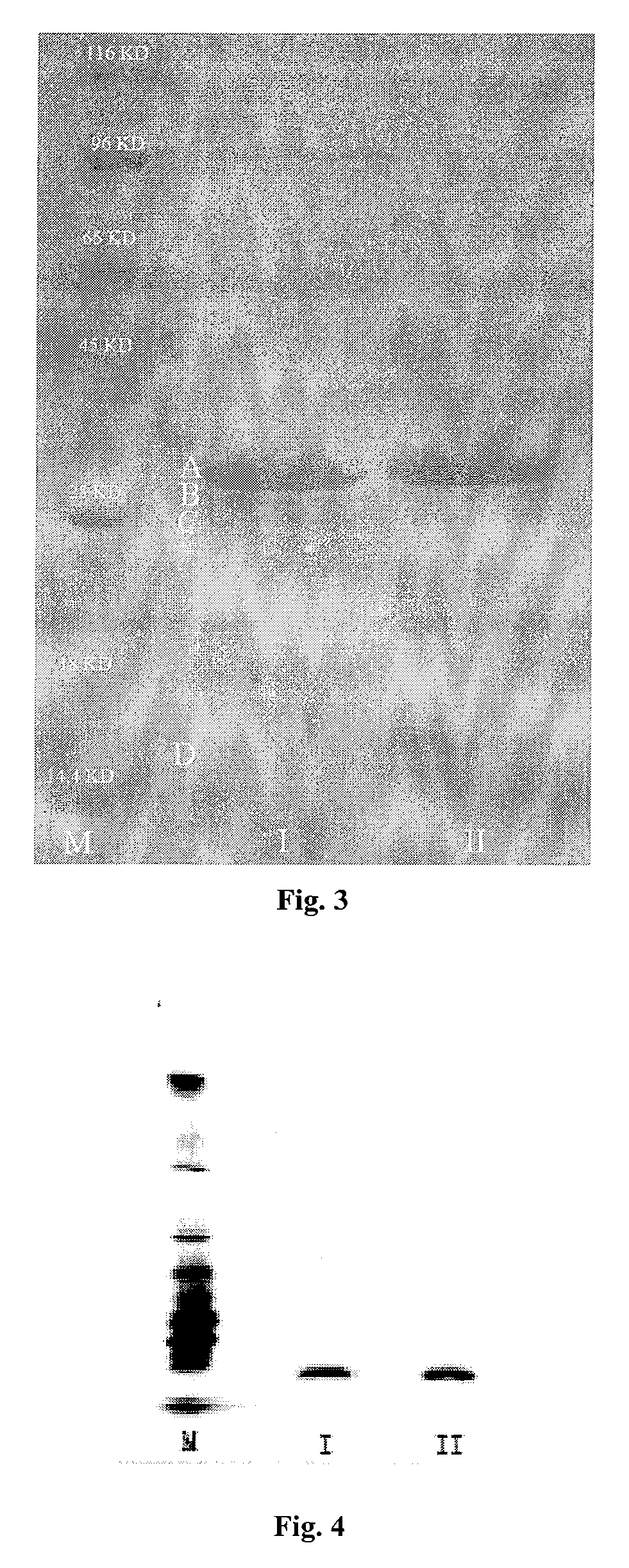 Bacillus Subtilis Strain and its Use in Preparing Pharmaceuticals for Treating Thrombosis