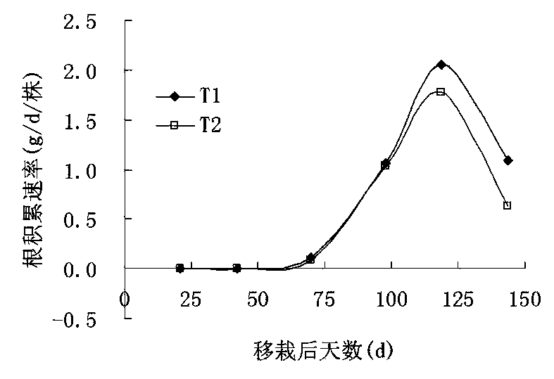 Transplantation method for accelerating growth and development of faint scent type tobacco plant
